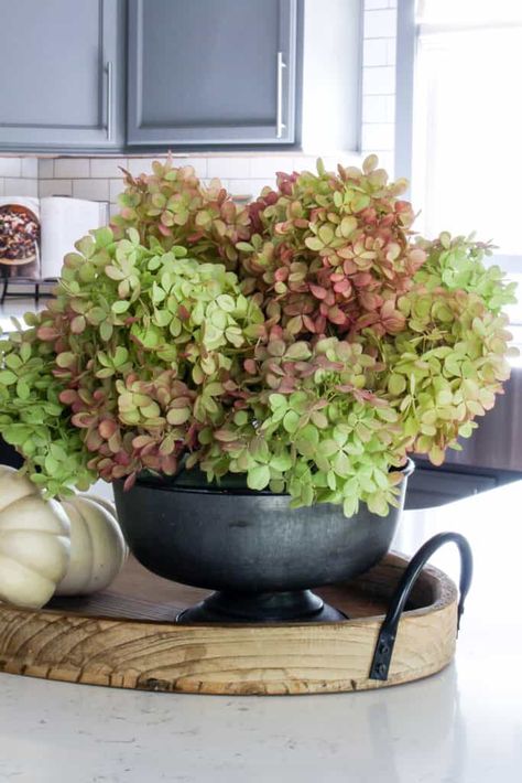 Want to enjoy hydrangeas in your home for months? Learn how to dry limelight hydrangeas for lovely arrangements or simple fall decor. Dried Hydrangeas Centerpiece, Dry Hydrangeas, Limelight Hydrangeas, Simple Fall Decor, Succulent Pumpkin, Fall Hydrangea, Limelight Hydrangea, Vegetable Garden Tips, Hydrangea Centerpiece