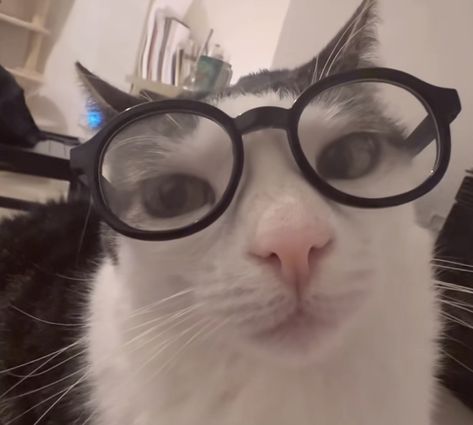 Mad Cat Reaction Pic, Silly Cat Pictures, Cat With Glasses Pfp, Cat Meme Pfp, Professional Pfp, Cat Meme Faces, Silly Cat Pfp, Funny Cat Gifs, Pfp Meme