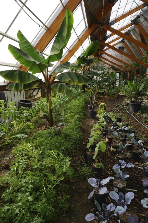 Growing Bananas Off-Grid: Tour of A Tropical Greenhouse in the Rocky Mountains | Ceres Greenhouse Ground Greenhouse, Passive Solar Greenhouse, Underground Greenhouse, Traditional Greenhouses, Aquaponics Greenhouse, Tropical Greenhouses, Solar Greenhouse, Diy Greenhouse Plans, Farm Living