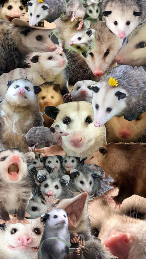 possum wallpaper #possum #possummemes #memes #chaotic Possum Wallpaper Iphone, Possum Wallpaper, Baby Possum, Cute Doodles Drawings, Silly Animals, Phone Wallpaper Images, Racoon, Doodle Drawings, Cute Little Animals