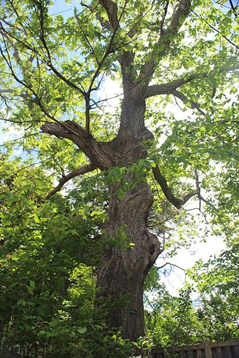 Black Willow tree Nutrient Cycle, Black Willow, Moon Nursery, Street Trees, Tree Canopy, Arbour Day, Spring Rain, Growing Seeds, Carbon Dioxide