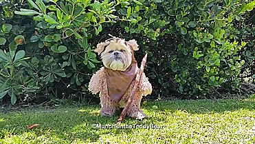 Ewok Dog Costume, Ewok Costume, Puppy Costume, Diy Dog Costumes, Star Wars Costumes, Dog Halloween Costumes, Costumes Ideas, Dog Wallpaper, Dog Costumes