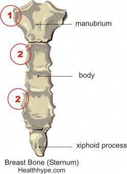 Xiphoid Process, Anatomy Education, Body Bones, Fat Burning Yoga, Anatomy Bones, Nerve Health, Basic Anatomy And Physiology, Human Anatomy And Physiology, Medical Anatomy