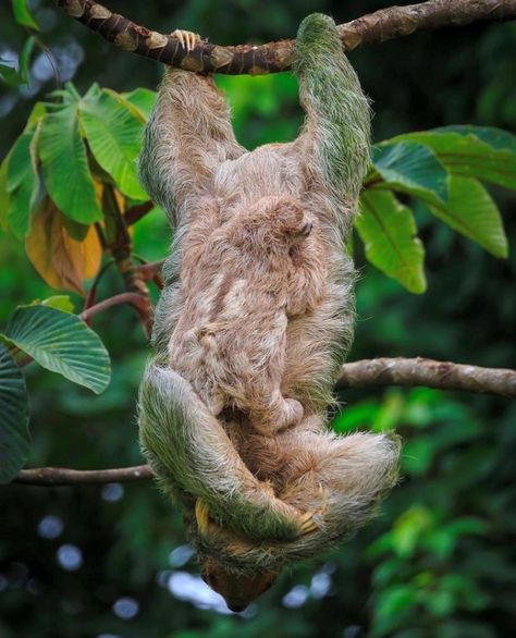 Three Toed Sloth, Cahuita, Visit Costa Rica, Best Snorkeling, Costa Rica Vacation, Baby Sloth, Costa Rica Travel, Tropical Forest, White Sand Beach