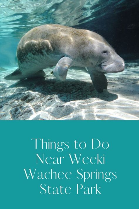 Things to Do Near Weeki Wachee Springs State Park » Busy in Florida Wiki Wachee Springs Florida, Weekie Watchie Springs, Homosassa Springs Florida, Florida Retirement, Weeki Wachee Florida, Florida Nature, Weeki Wachee, Florida Parks, Captiva Island