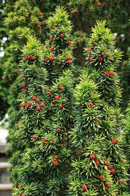 Taxus baccata 'Standishii' | Taxus baccata 'Standishii' (golden upright taxus) | Flickr - Photo ... Crotons Plants, Dry Shade Plants, Conifers Garden, Plants Under Trees, Taxus Baccata, Shade Garden Plants, Conifer Trees, Poisonous Plants, Garden Shrubs