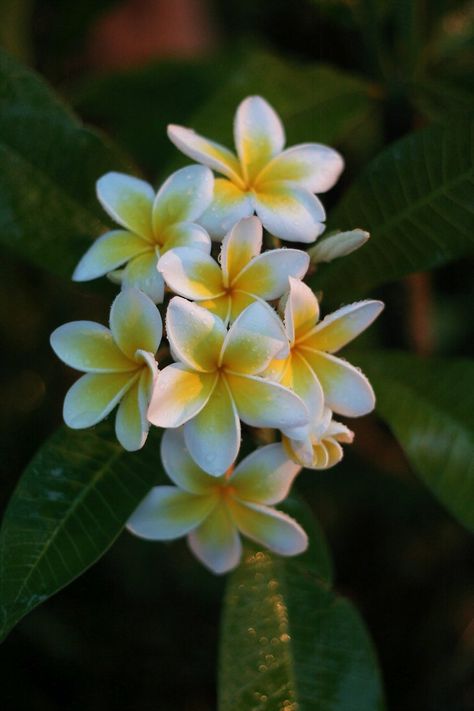 Frangipani: Plumeria alba  [Family: Apocynaceae] Plumeria Alba, Flower Pot Design, Plumeria Flowers, Macro Flower, Pot Designs, Flower Border, Flower Tops, Exotic Plants, Exotic Flowers