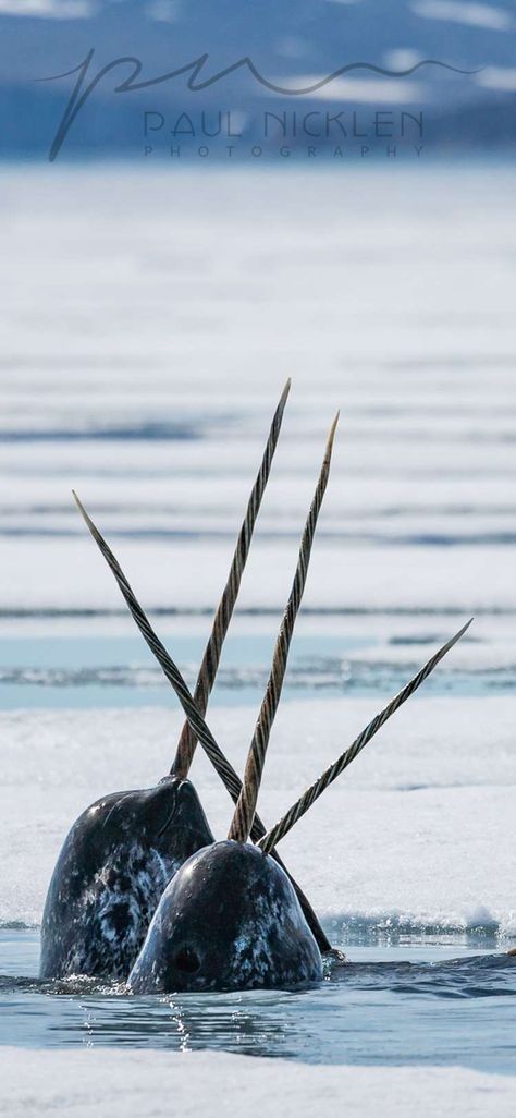 Narwhal Photo, Childe Aesthetic, Narwhal Real, Paul Nicklen, Aesthetic Genshin, Animal Encounters, A Seal, Field Notes, Trail Maps