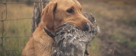 Learn how to find Dusky Grouse throughout the seasons, successfully scout them, and how to hunt dusky grouse. The latest bird hunting articles, tactics, tips, and videos from Project Upland. Grouse Hunting, Upland Bird Hunting, Hunting Guide, Upland Hunting, Aspen Leaf, Bird Hunting, Bird Dogs, Evergreen Trees, Hunting Season