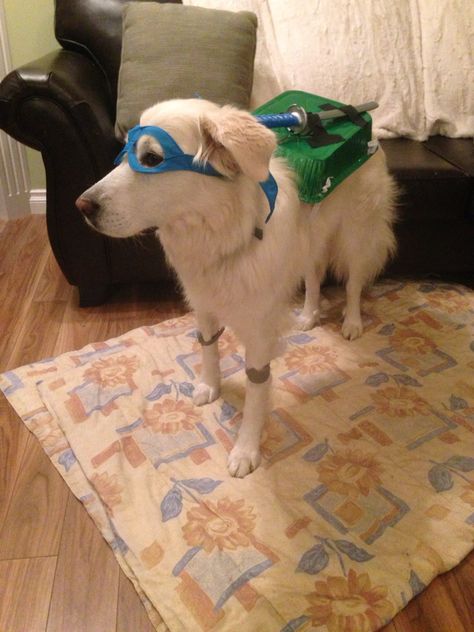 Diy dog costume ninja turtle Diy Dog Costume, Diy Dog Costumes, Ninja Turtle, Animal Pics, Diy Dog, Dog Costume, Ninja Turtles, Animal Pictures, Dog Lovers