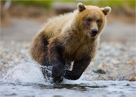 Bear Running, Running Bear, Mountain Pictures, Brown Bears, Teddy Bear Pictures, Animal Anatomy, Dangerous Animals, Funny Bears, Bear Pictures