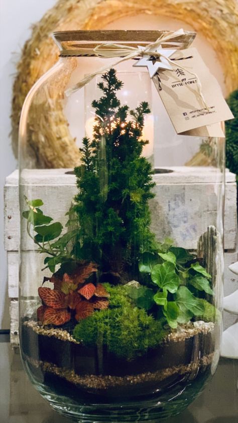 Eco System In A Jar, Moss Terrariums, Best Terrarium Plants, Jar Terrarium, Unique Terrarium, Diy Succulent Terrarium, Eco System, Plants In Bottles, Terrarium Ideas