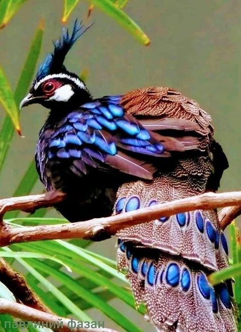 Palawan-Peacock Pheasant Palawan Peacock Pheasant, Peacock Pheasant, Palawan, Blue Jay, Character Designs, Pheasant, Design Inspo, Character Design, Birds