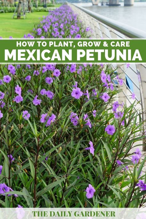 Mexican Petunia Landscaping Ideas, Mexican Petunia Care, Mexican Petunia Landscaping, Ruellia Plant, Arkansas Landscaping, Mexican Petunias, Arizona Flowers, Mexican Petunia, Arizona Plants