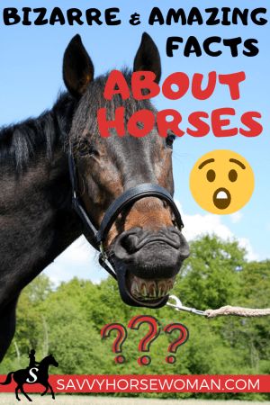 Bizarre and Amazing Facts About Horses - Savvy Horsewoman Horse Facts Interesting, Cookbook Fundraiser, Horse Facts For Kids, Interesting Facts About Horses, Facts About Horses, Horse Species, Horse Education, Equine Massage, Equestrian Horses