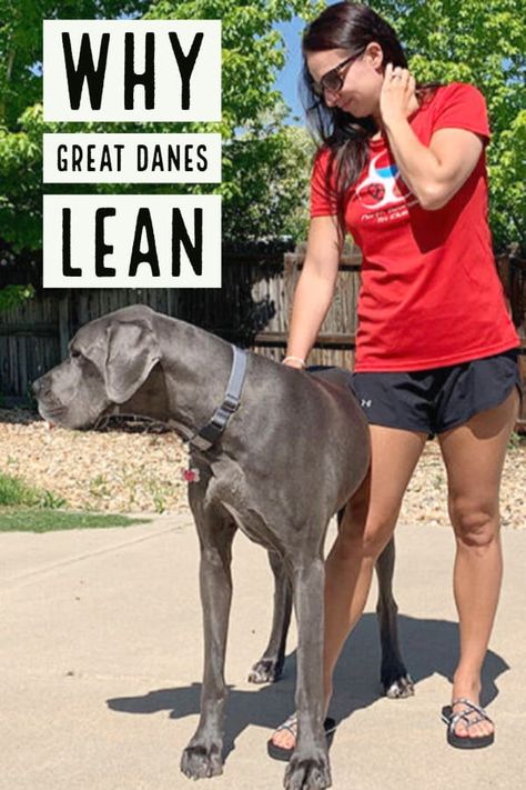 Have you ever wondered why dogs like to lean on you? As a breed, Great Danes are notorious leaners. Take a look at this article to see why they like to lean so much! #greatdane Great Dane Costume, Great Dane Facts, Great Dane Funny, Blue Great Danes, Harlequin Great Danes, Dane Puppies, Great Danes, Great Dane Puppy, Dane Dog