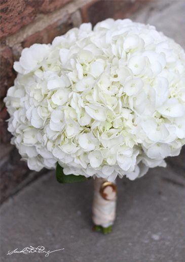 all white hydrangea bouquet | whitmeyer photography, carolina inn, fresh affairs White Hydrangea Bouquet, Hydrangea Bouquet, Catholic Wedding, Amazing Nature Photos, White Hydrangea, Flower Basket, Amazing Nature, Nature Photos, Hydrangea