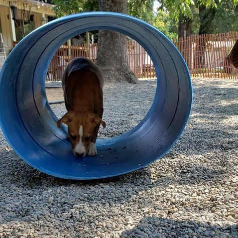 A dog tunnel is an easy addition to your DIY dog park. Outdoor Dog Toys Play Areas, Dog Tunnel Diy, Dog Playground Diy, Dog Playground Backyard Diy, Dog Playground Backyard, Dog Backyard Playground, Dog Yards, Dog Tunnel, Playground Backyard Diy