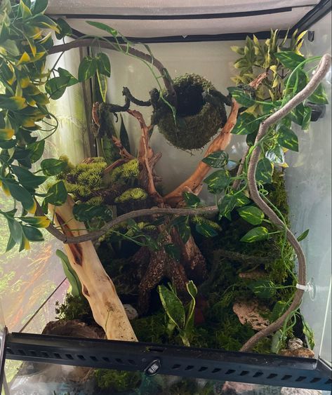 Dessert Reptile Enclosure, Aesthetic Terrarium Reptile, Crescent Gecko Cage, Naturalistic Reptile Enclosure, Lizard Terrarium Ideas, Created Gecko Enclosure, Day Gecko Terrarium, Leachie Gecko Enclosure, Gargoyle Gecko Enclosure