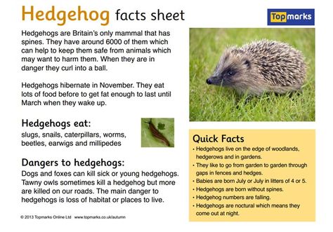 Hedgehog Fact Sheet Hedgehog Facts For Kids, Hedgehog Facts, Hedgehog Care, Uk Autumn, Hedgehog Cage, Wildlife Facts, Hedgehog Craft, Woodland Animals Theme, Hedgehog Pet