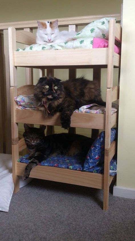 Cat Bunk Beds, Ikea Hacks For Cats, Ikea Doll Bed, Katt Diy, Cama Ikea, Diy Cat Bed, Katt Grejer, Ikea Bed, Cat Hacks