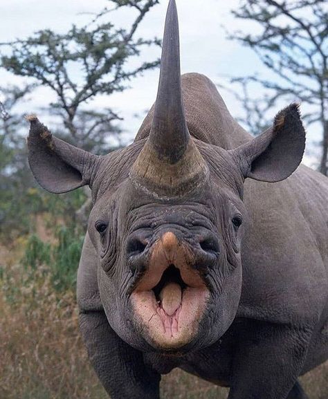 Rhino Pictures, African Rhino, Black Rhinoceros, Black Rhino, Animals Photography, Wild Animals Pictures, Animals Amazing, Incredible Creatures, Rhinos