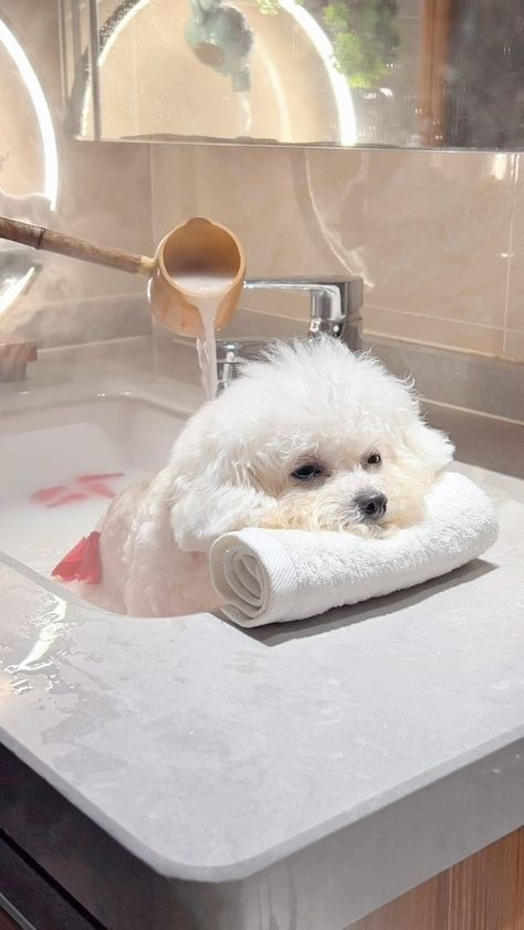 All Posts • Instagram Dog Bath Aesthetic, Luxury Dog Spa, Pet Instagram Ideas, Dog Spa Ideas, Dog Grooming Aesthetic, Dog Spa Day, Spa Dog, Pet Photoshoot, Scottie Puppies