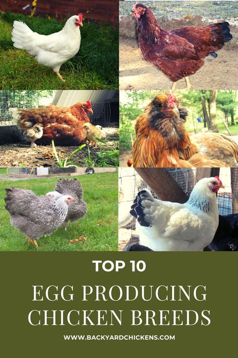 Facts About Chickens, Largest Chicken Breed, Chicken Breeds For Eggs, Best Chicken Breeds, Prepper Tips, Best Laying Chickens, Laying Chickens Breeds, Farm Chickens, Best Egg Laying Chickens