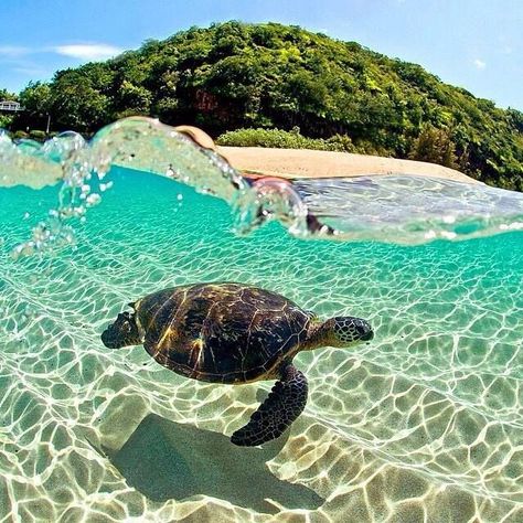 A Turtle, Sea Turtles, In The Ocean, Ocean Life, Sea Animals, Sea Creatures, Sea Turtle, Sea Life, Under The Sea