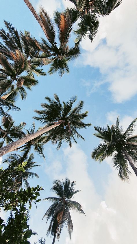 Palm Tree Aesthetic, Paris Trip Planning, Los Angeles Wallpaper, Palm Tree Background, Palm Tree Pictures, Red And Black Wallpaper, Beachy Aesthetic, Nature Iphone Wallpaper, Iphone Wallpaper Landscape