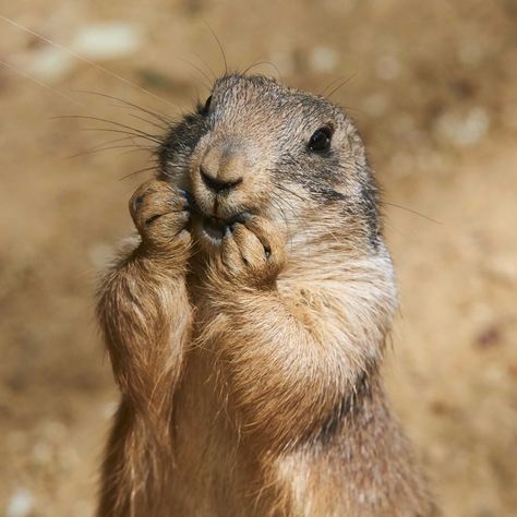 Prairie Dog | Bearizona Prairie Dogs, Tattoo Nature, Animals Tattoo, We Are Teachers, Prairie Dog, Nature Wallpapers, Curious Creatures, Wildlife Park, Animal Sketches