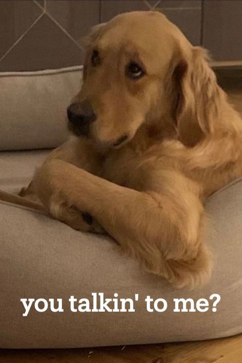 Golden retriever, sassy, pets, dogs, pet care, pet mums Angry Golden Retriever, Funny Golden Retrievers, Golden Retriever Meme, Pets Products, Funny And Relatable, Golden Retriever Funny, Funny Animal Jokes, Story Characters, Dogs Golden Retriever