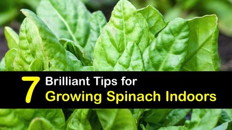 Planting Spinach Inside - Smart Guide for Growing Spinach Indoors Grow Spinach Indoors, Planting Spinach, How To Grow Spinach, Grow Spinach, Manure Tea, Growing Spinach, Spinach Seeds, Water Spinach, Garden Goals