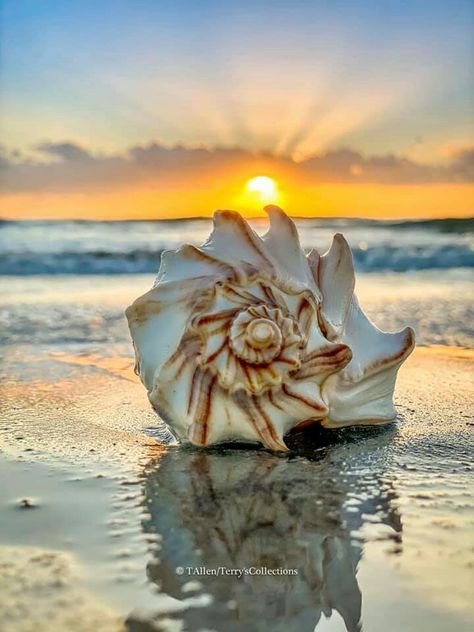 Beachy Art, Beachy Aesthetic, Beautiful Beach Pictures, Shotting Photo, Ocean Pictures, Ocean Wallpaper, Shell Beach, Sun Sets, Summer Wallpaper