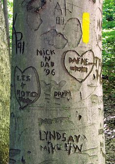 Hearts and Initials carved in trees, Tree graffiti ♥ on Pinterest Tree Graffiti, You Are My Moon, Midwest Emo, Playing For Keeps, Tree Carving, Camp Half Blood, Urban Jungle, In The Woods, My Vibe