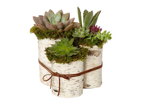 Potted Succulents Cut three birch bark tubes so that each one is about an inch shorter than the last. (Our tallest tube measures 7 inches tall.) Place an empty can or plastic cup that’s about its same height inside each tube. Pot a succulent in each, then surround the top with moss. Tie the tubes together with suede cord. Tubes: 7"- to 10"-tall birch bark tubes, $14.50 each, save-on-crafts.com; Moss: SuperMoss preserved sheet moss, $11 for 8 ounces, jamaligarden.com; Cord: Bead Landing Latigo La Easy Diy Centerpieces, Simple Centerpieces Diy, Carving A Turkey, Diy Centerpiece, Hgtv Magazine, Thanksgiving Table Decorations, Diy Centerpieces, Can Crafts, Remodeling Ideas