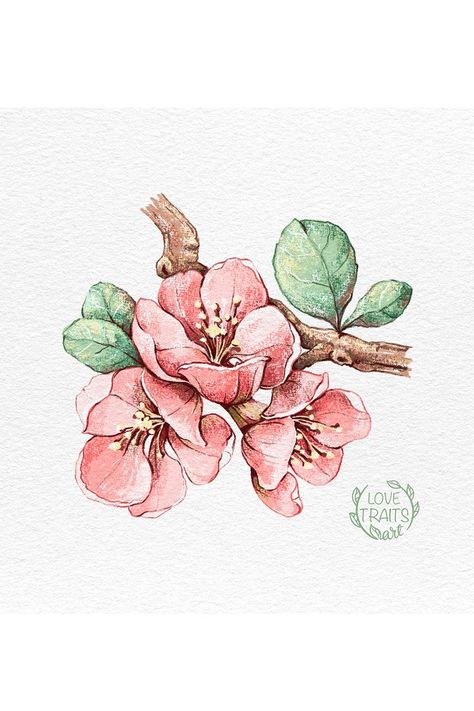 🌺💫 Memories of spring come alive in my digital pencil art. The Japanese Quince's blossoms whisper tales of warmth and new beginnings, inviting you to embrace the spirit of the season all year round. #BotanicalMagic #ProcreateArt #NatureLove Japanese Quince, Apricot Blossom, Spring Blossoms, Ture Love, Nature Garden, Spring Is Coming, Enjoy Nature, Spring Blossom, Flower Illustration