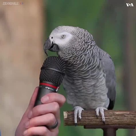 parrot talking so many animal sounds and nature sounds.. Burung Kakatua, Talking Parrots, Funny Parrots, Animal Antics, Funny Birds, Funny Animal Memes, Cute Animal Videos, Cute Birds, Sweet Animals