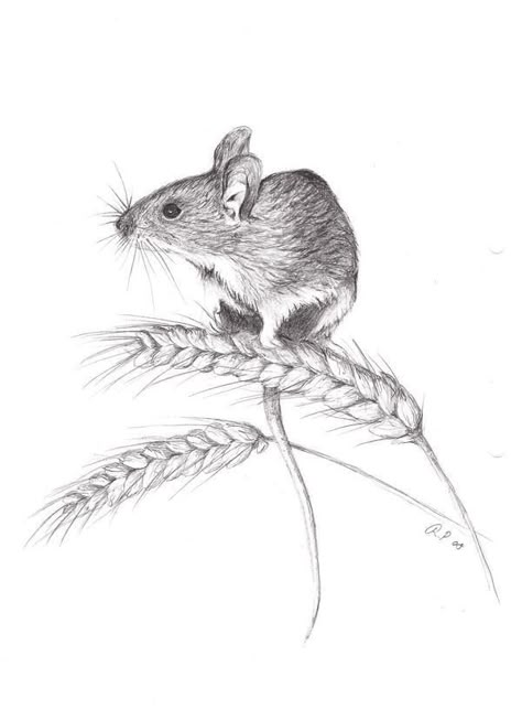 Maus Illustration, Mouse Sketch, Animals Tattoo, Mouse Tattoos, Mouse Illustration, Field Mouse, Pencil Drawings Of Animals, Mouse Drawing, Pencil Art Drawings