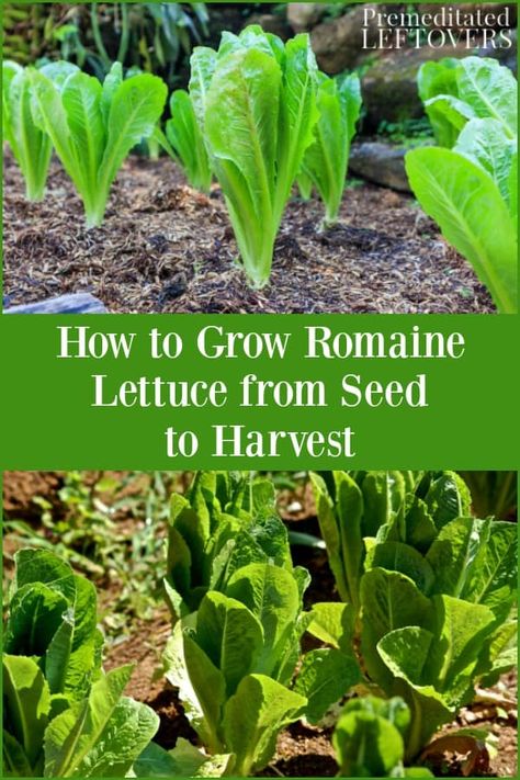 Grow Romaine Lettuce, Romaine Lettuce Growing, Gemüseanbau In Kübeln, Growing Tomatoes In Containers, Growing Lettuce, Garden Veggies, Veg Garden, Diy Gardening, Home Vegetable Garden