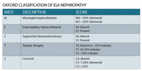 An update on IgA nephropathy • The Medical Republic Focal Segmental Glomerulosclerosis, Iga Nephropathy, Normal Blood Pressure, Meta Analysis, Clinical Trials, Side Effects, Nursing, Disease, Medical