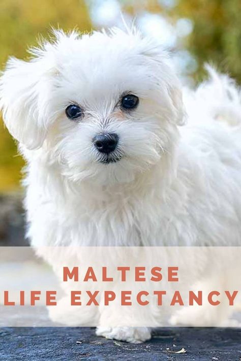 Maltizu Dog, Maltese Dogs Haircuts Teddy Bears, Maltese Dogs Full Grown, Groomed Yorkie, Malchi Dogs, Maltese Haircut Hairstyles, Maltichon Puppies, Maltese Dog For Sale, Maltese Dogs Grooming