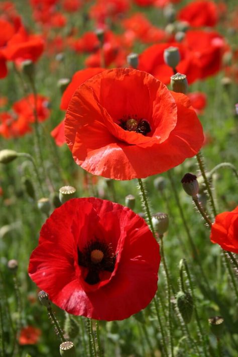 Silver Falls Seed Company - Red Poppy - American Legion Corn Poppy Flower, Poppies And Cornflowers, Poppy Field Photography, Poppy Flower Aesthetic, Poppies Aesthetic, Poppy Photos, Poppy Leaf, Poppy Paintings, Bow Wallpaper Iphone