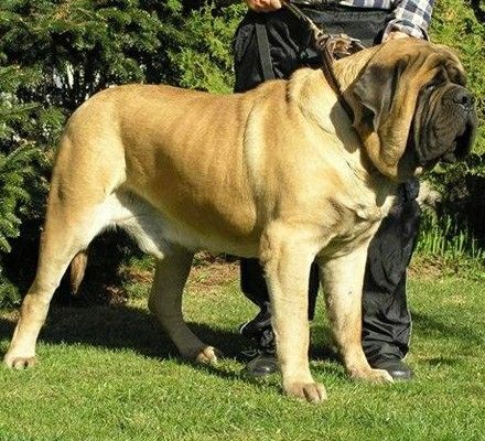 Mastiff Worlds Largest Dog, English Mastiff Dog, English Mastiff Puppies, Neapolitan Mastiff, Mastiff Breeds, Giant Dog Breeds, Expensive Dogs, Every Dog Breed, Largest Dog