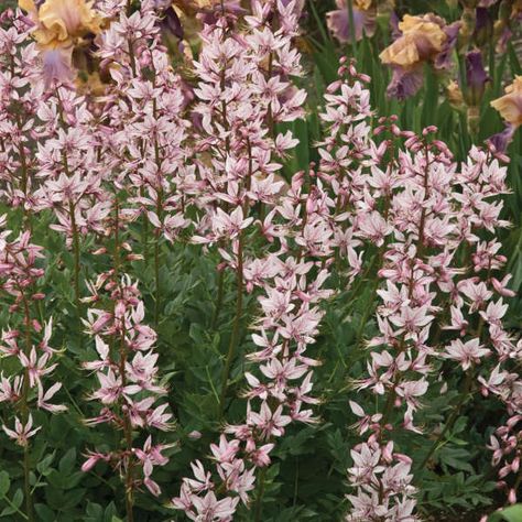 Walters Gardens Variety: Dictamnus 'Purpureus' Full Sun Landscaping, Gas Plant, Full Sun Flowers, Hgtv Garden, Full Sun Perennials, Best Perennials, Perennial Border, Sun Perennials, Planting Shrubs