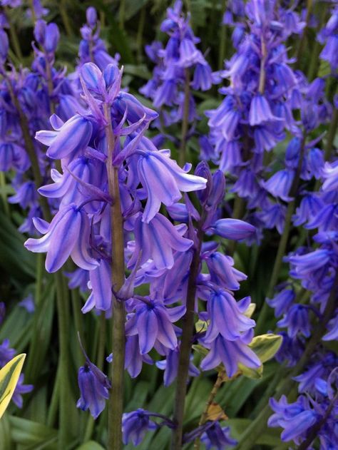 English Or Spanish Bluebells Blue Flower Names, English Bluebells, Spanish Bluebells, Cottage Garden Plants, Flower Names, Deciduous Trees, Nature Plants, Companion Planting, The Hundreds