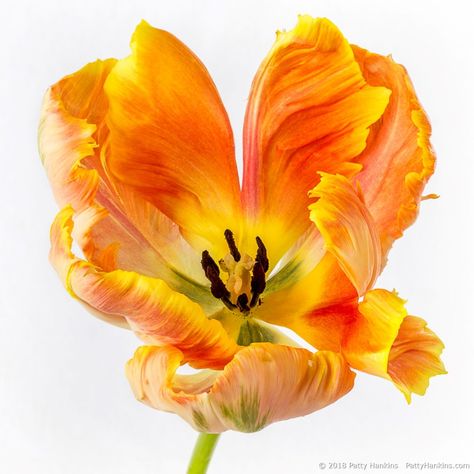 Orange Parrot Tulip, Orange Parrot, Parrot Tulip, Tulip Painting, Fleur Orange, Beautiful Flowers Photography, Parrot Tulips, Flower Photography, Botanical Drawings