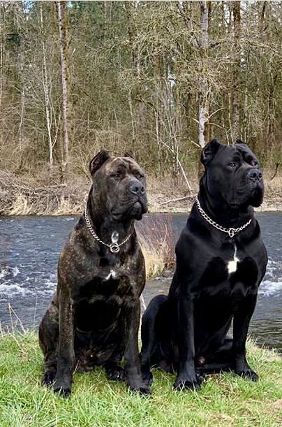 King Corso Dog, Black Cane Corso, Cane Corso Dog Breed, Tattoos Dog, Anjing Pug, Pitbull Dog Breed, Wallpaper Dog, Tattoo Dog, Bully Breeds Dogs