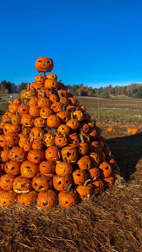 Foggy Pumpkin Patch, Pumpkin Installation, Galaxy Aesthetics, Pumpkin Patch Aesthetic, October Mood Board, Fall Aesthetic Halloween, Halloween Farm, Nature Appreciation, Tiny Pumpkins