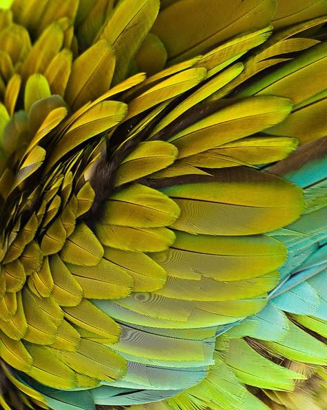 Macaw feathers. #parrot #bird #green Macaw Feathers, Foto Macro, Wings Feathers, Birds Feathers, Textures And Patterns, Colour Inspiration, Pattern Texture, Mellow Yellow, Patterns In Nature